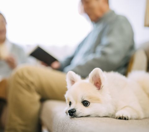 成熟家族のリノベーション・建替え・リフォーム アイキャッチ画像